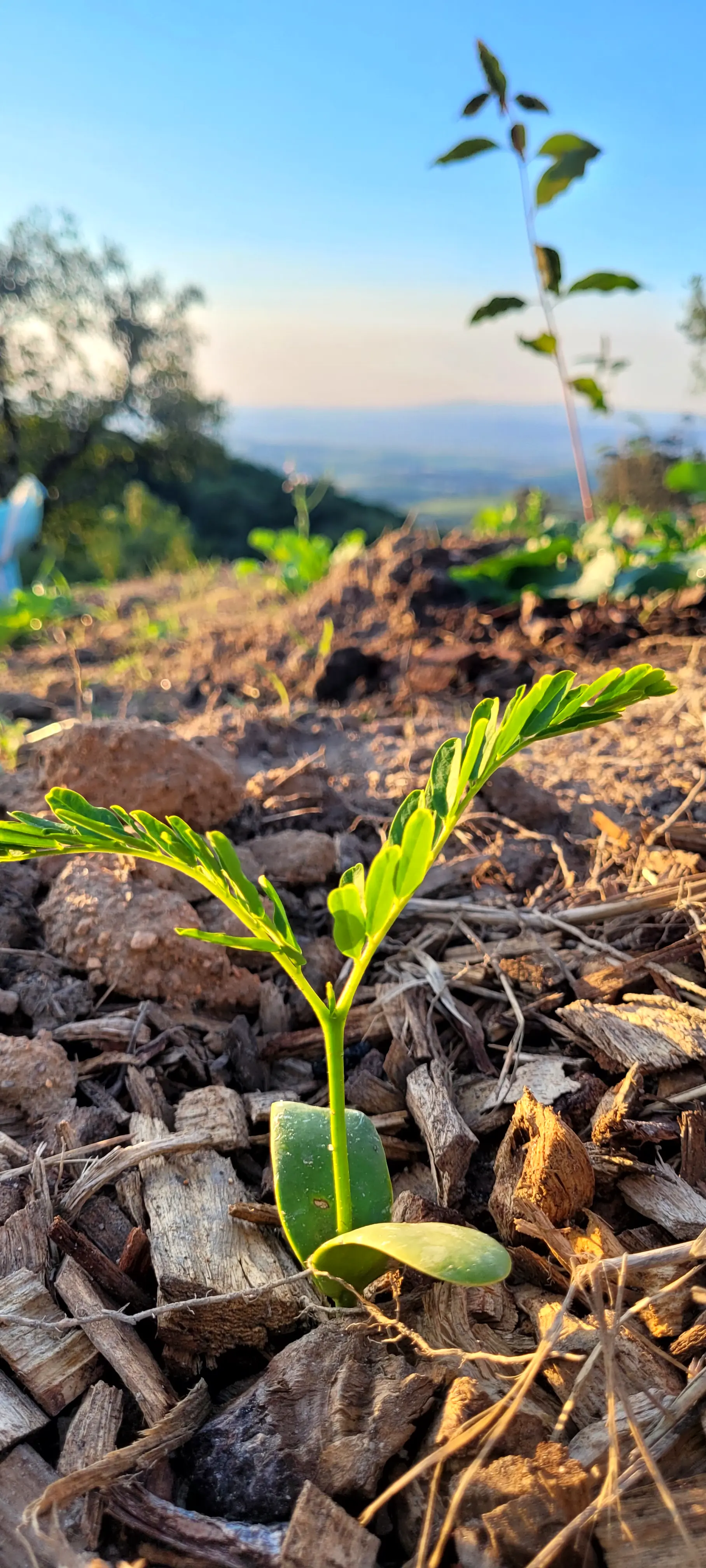 Agrofloresta no Desperto